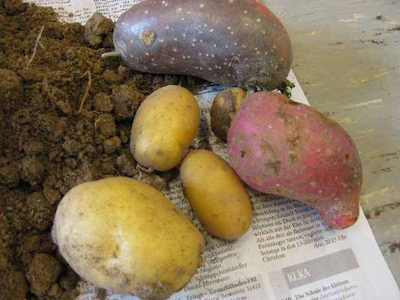 Petrischule Höxter: Die Kartoffel
